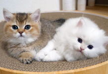 顔を叩かれても一緒にいたい子猫