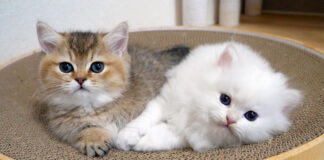 顔を叩かれても一緒にいたい子猫