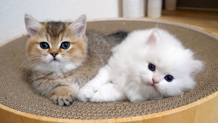 顔を叩かれても一緒にいたい子猫