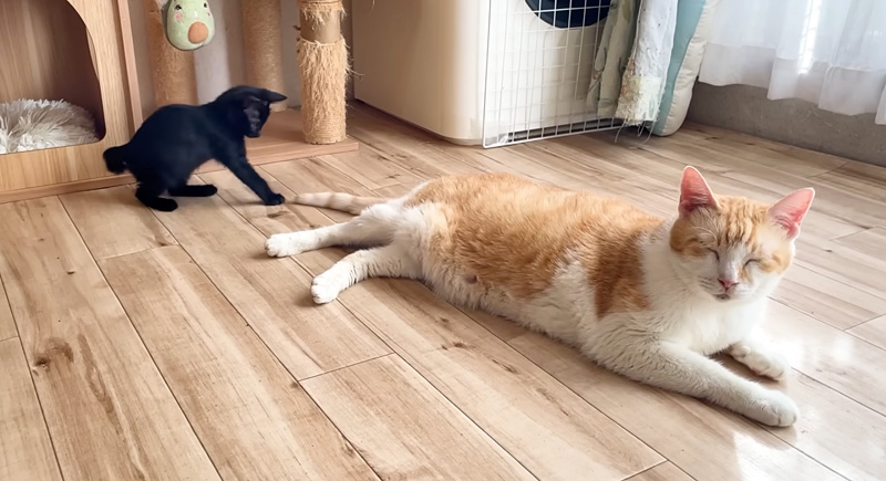 先住猫のシッポで遊ぶ子猫