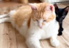 先住猫に甘える子猫