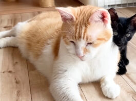 先住猫に甘える子猫