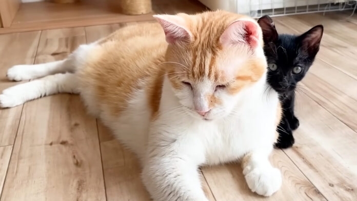 先住猫に甘える子猫
