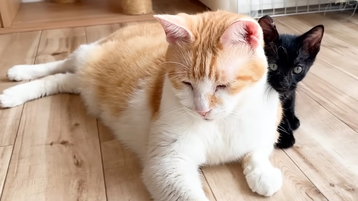 先住猫に甘える子猫