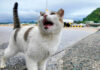 元気に挨拶する猫