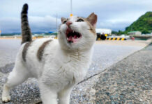 元気に挨拶する猫