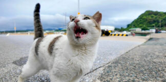 元気に挨拶する猫