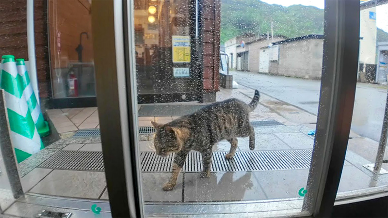 雨宿りしに来た猫