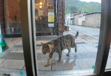猫島の切符売り場で雨宿りしていたら、猫も雨宿りにやって来て… (*´ェ`*)♡ 雨宿りしに来た猫
