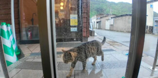雨宿りしに来た猫