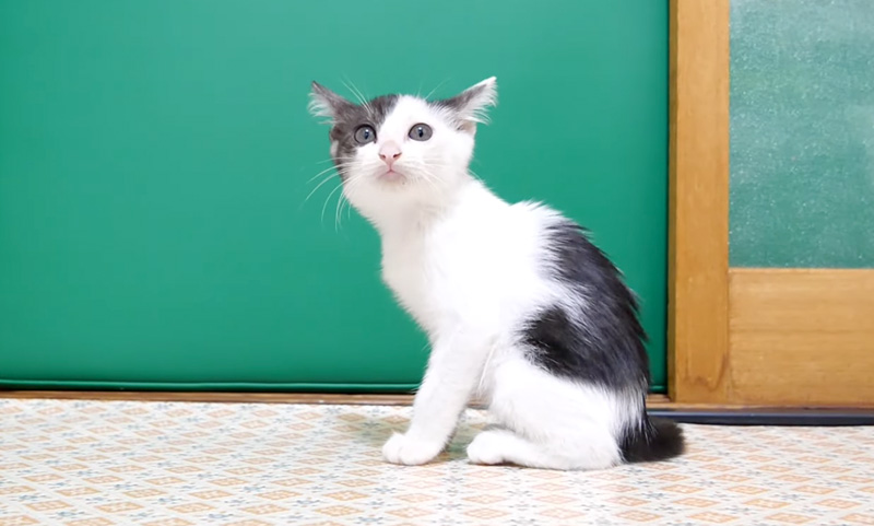 家に来た初日の保護子猫