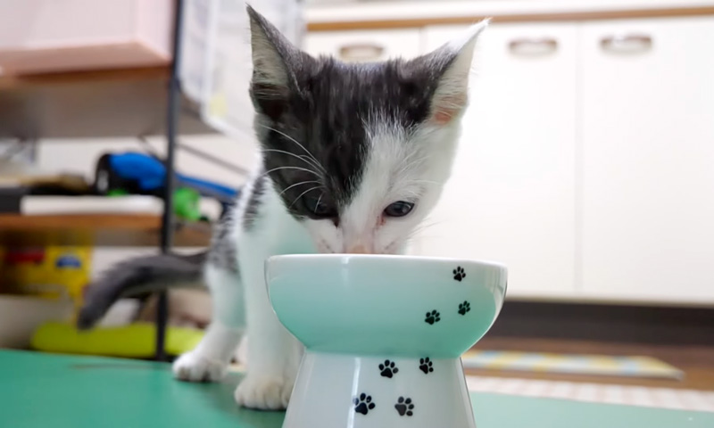 ご飯を食べる保護子猫