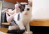 家に来た初日の保護子猫