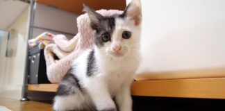 家に来た初日の保護子猫