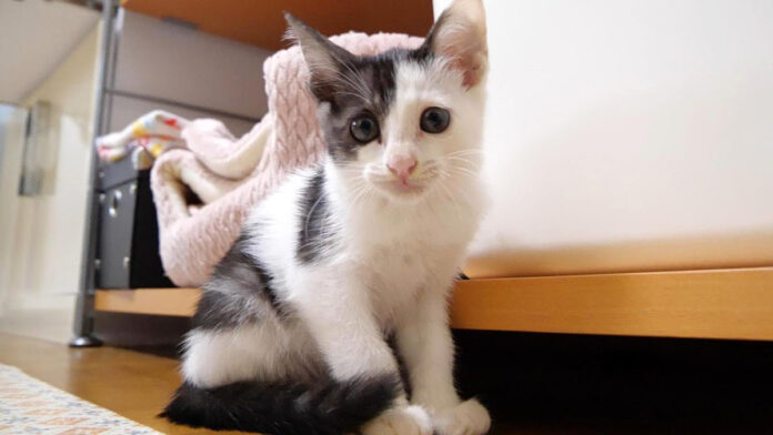 家に来た初日の保護子猫