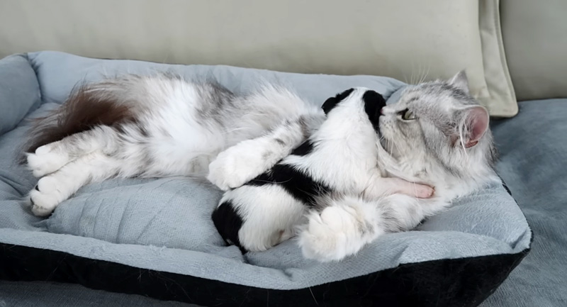 子犬を抱きしめる猫