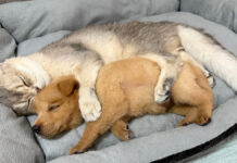 ひとりで寝ていた子犬を心配して、優しく抱きしめて眠る猫の姿にホッコリ♡ 子犬を抱きしめて眠る猫