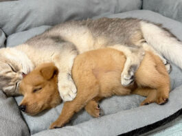 子犬を抱きしめて眠る猫