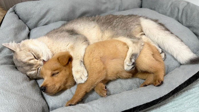 子犬を抱きしめて眠る猫