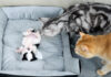 子犬を心配する猫達