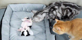 子犬を心配する猫達