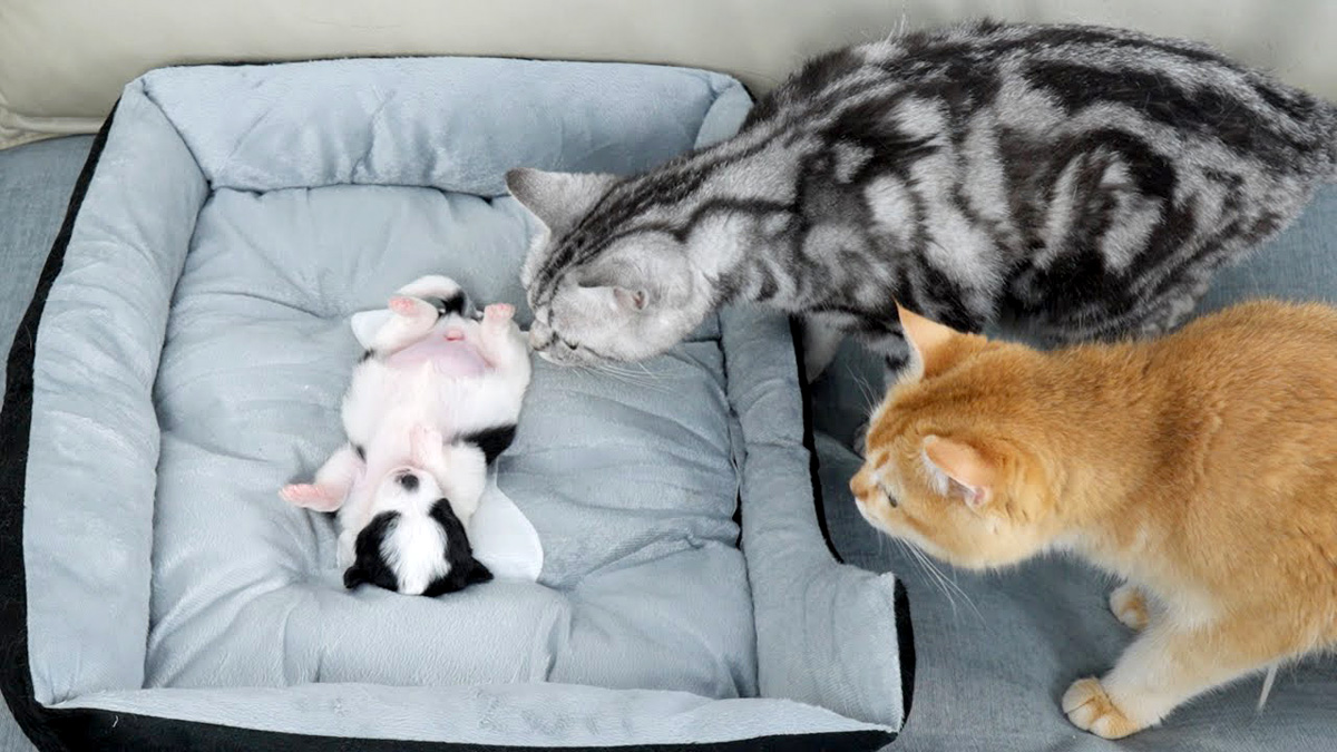 子犬を心配する猫達
