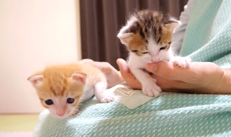 膝の上の子猫達