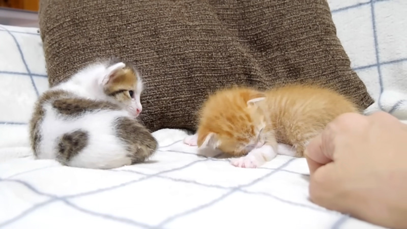 ソファーの上の子猫達