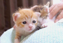 困り顔でずっと何かを訴えかけてくる子猫。とっても甘えん坊な姿にキュンとする♡ 困り顔の子猫