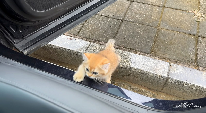 車に乗ってきた子猫