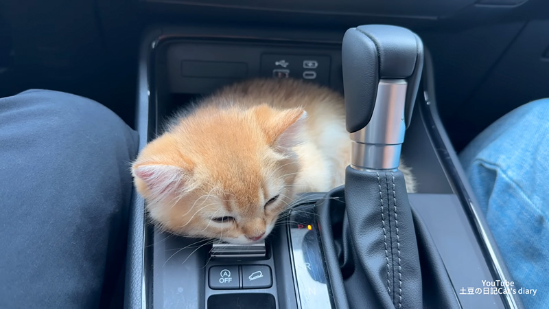 車の中でくつろぐ子猫