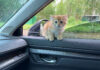 車に乗ってきた子猫