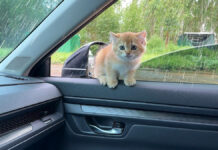 車に乗ってきた子猫