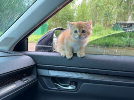車に乗ってきた子猫