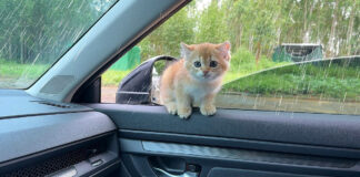 車に乗ってきた子猫
