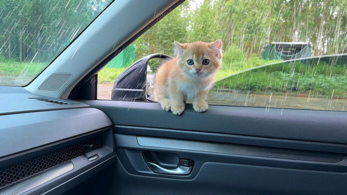 車に乗ってきた子猫