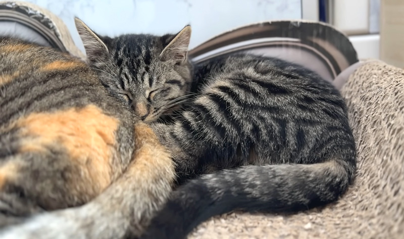 先住猫にくっつきたい子猫