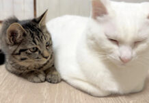 先住猫にくっつきたい子猫