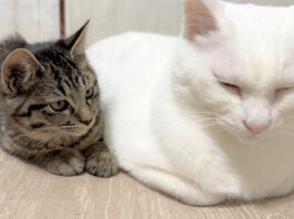 先住猫にくっつきたい子猫