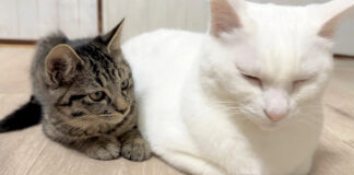 先住猫にくっつきたい子猫