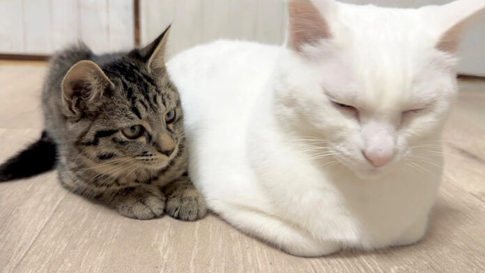 先住猫にくっつきたい子猫