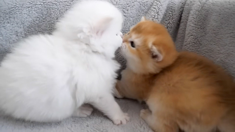 遊ぶ子猫達