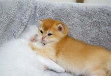 兄弟にくっついていないと眠れない子猫