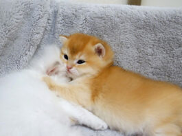 兄弟にくっついていないと眠れない子猫
