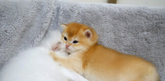 兄弟にくっついていないと眠れない子猫