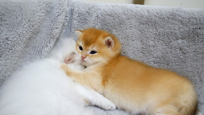 兄弟にくっついていないと眠れない子猫