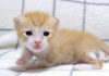 よちよち歩きの子猫