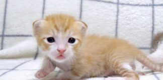 よちよち歩きの子猫