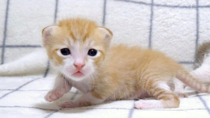 よちよち歩きの子猫