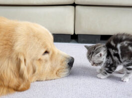 初対面したゴールデンレトリバーと子猫